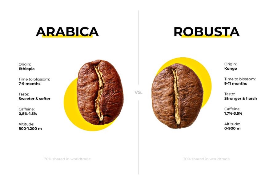 Cà phê Robusta và những điều cần biết