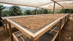 Bí quyết của một tách cà phê ngon: Bắt đầu từ quá trình phơi-1